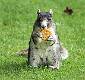 Fox Squirrel-2